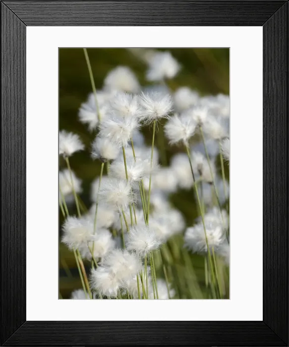 Framed Print : Flowering Hare s-tail Cottongrass, Tussock Cottongrass or Sheathed Cottonsedge -Eriophorum vaginatum-, Grundbeckenmoor near Rosenheim, alpine upland, Bavaria, Germany, EUrope Framed Print : Flowering Hare s-tail Cottongrass, Tussock Cottongrass or Sheathed Cottonsedge -Eriophorum vaginatum-, Grundbeckenmoor near Rosenheim, alpine upland, Bavaria, Germany, EUrope