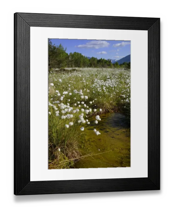 Framed Print : Silted bog pond with flowering Hare s-tail Cottongrass, Tussock Cottongrass or Sheathed Cottonsedge -Eriophorum vaginatum-, Grundbeckenmoor near Rosenheim, alpine upland, Bavaria, Germany, EUrope Framed Print : Silted bog pond with flowering Hare s-tail Cottongrass, Tussock Cottongrass or Sheathed Cottonsedge -Eriophorum vaginatum-, Grundbeckenmoor near Rosenheim, alpine upland, Bavaria, Germany, EUrope