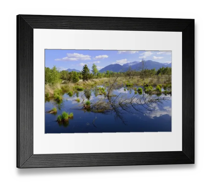 Framed Print : Bog pond with dead trees, Grundbeckenmoor near Rosenheim, alpine upland, Bavaria, Germany, Europe Framed Print : Bog pond with dead trees, Grundbeckenmoor near Rosenheim, alpine upland, Bavaria, Germany, Europe