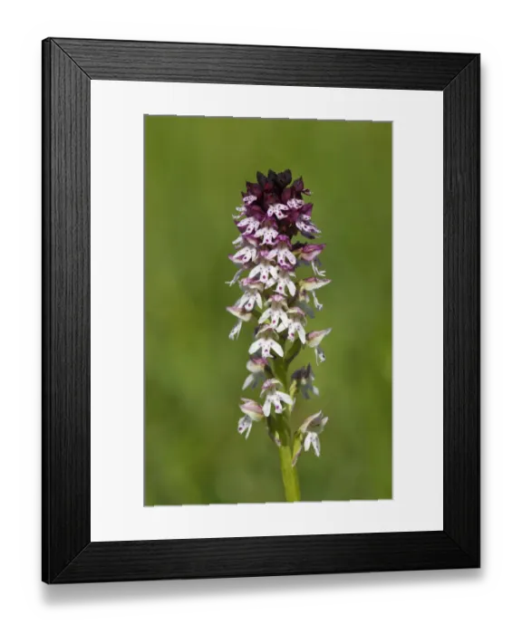 Framed Print : Burnt Orchid -Orchis ustulata-, Bargau, Baden-Wuerttemberg, Germany, Europe Framed Print : Burnt Orchid -Orchis ustulata-, Bargau, Baden-Wuerttemberg, Germany, Europe