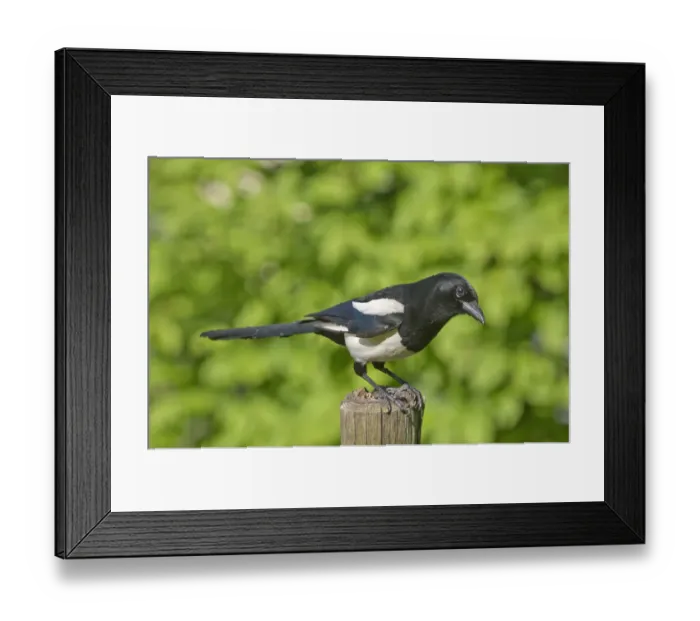 Framed Print : Magpie -Pica pica-, keeping lookout on a pole in a meadow, Untergroeningen, Baden-Wuerttemberg, Germany, Europe Framed Print : Magpie -Pica pica-, keeping lookout on a pole in a meadow, Untergroeningen, Baden-Wuerttemberg, Germany, Europe