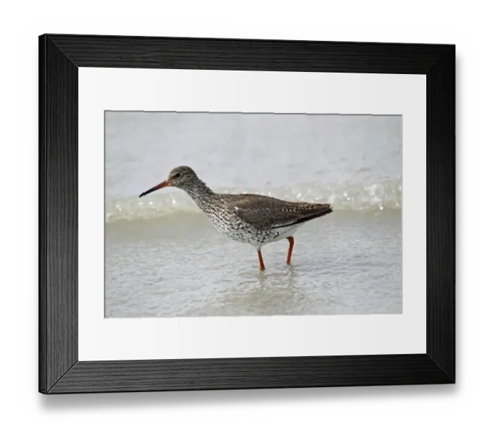 Framed Print : Common Redshank -Tringa totanus-, Burgenland, Austria, Europe Framed Print : Common Redshank -Tringa totanus-, Burgenland, Austria, Europe