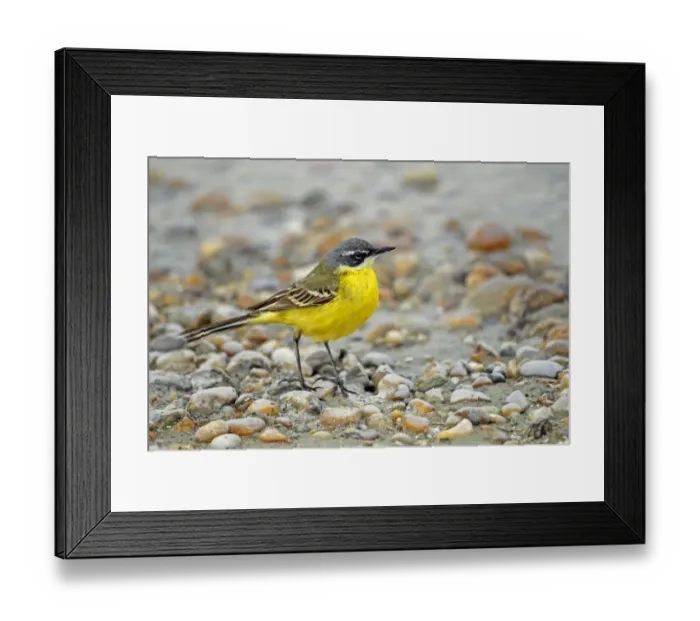 Framed Print : Yellow wagtail -Motacilla flava-, Burgenland, Austria, Europe Framed Print : Yellow wagtail -Motacilla flava-, Burgenland, Austria, Europe