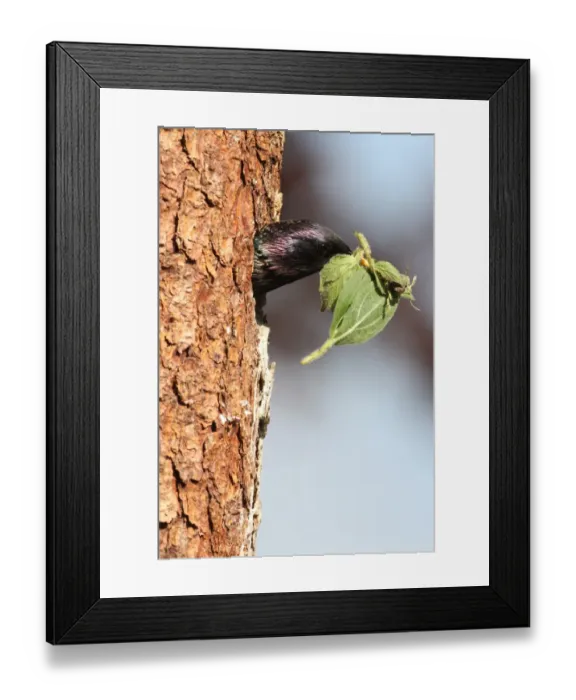 Framed Print : Starling -Sturnus vulgaris-, removing old nesting material from nesting hole, Allgaeu region, Bavaria, Germany, Europe
