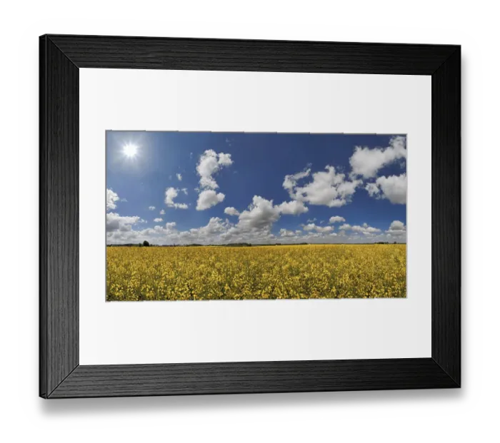 Framed Print : White clouds against a blue sky over a bright yellow rape field, Ritter- und Romerweg, trail of the Knights and the Romans near Erkertshofen, Titting, Altmuhltal Nature Park, Bavaria, Germany Framed Print : White clouds against a blue sky over a bright yellow rape field, Ritter- und Romerweg, trail of the Knights and the Romans near Erkertshofen, Titting, Altmuhltal Nature Park, Bavaria, Germany