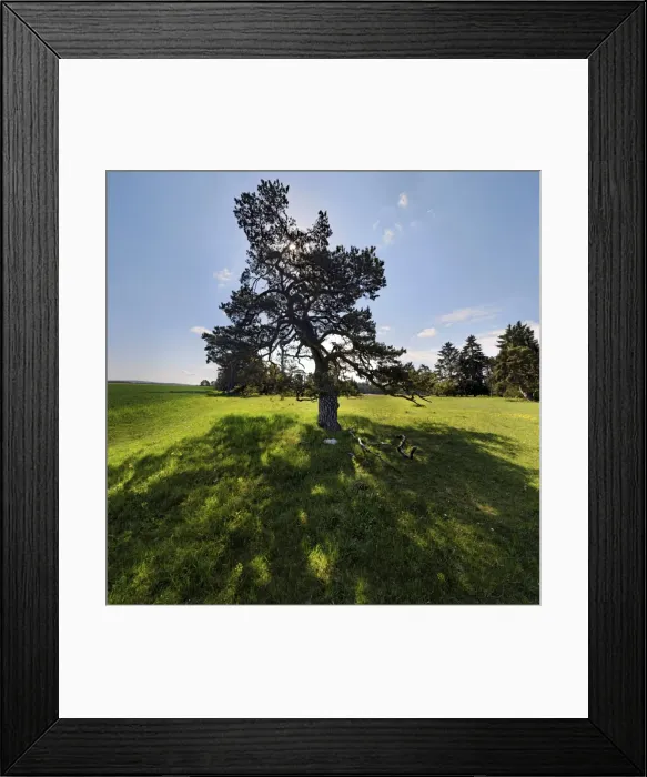Framed Print : Pine Tree -Pinus- with backlight, Ritter- und Romerweg, trail of the Knights and the Romans near Titting, Altmuhltal Nature Park, Bavaria, Germany Framed Print : Pine Tree -Pinus- with backlight, Ritter- und Romerweg, trail of the Knights and the Romans near Titting, Altmuhltal Nature Park, Bavaria, Germany