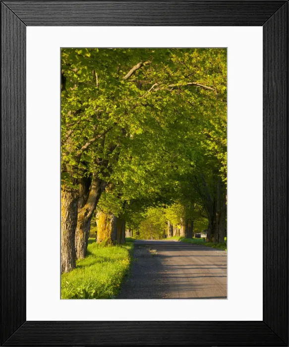 Framed Print : Country road, evening light, Farnham, Quebec, Canada Framed Print : Country road, evening light, Farnham, Quebec, Canada