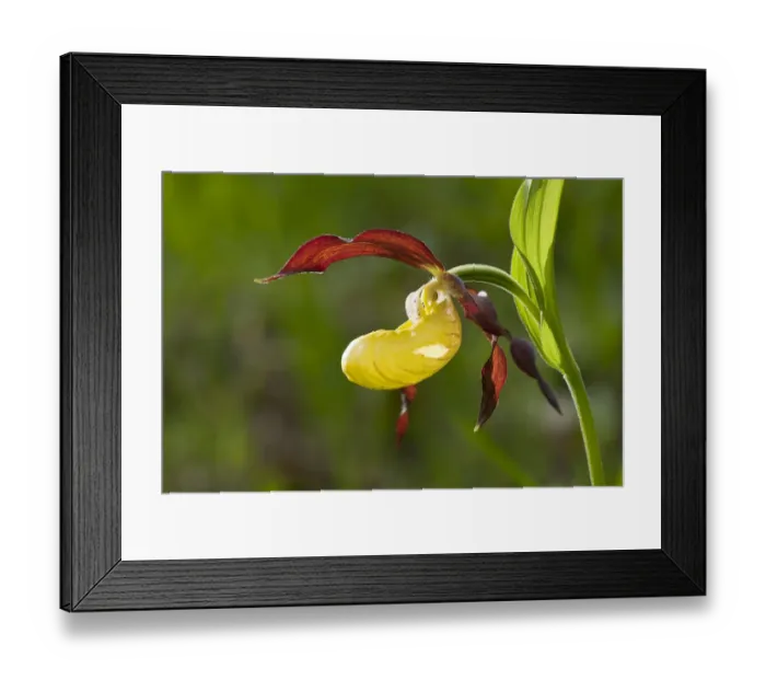 Framed Print : Ladys Slipper Orchid -Cypripedium calceolus-, flowering, Thuringia, Germany Framed Print : Ladys Slipper Orchid -Cypripedium calceolus-, flowering, Thuringia, Germany