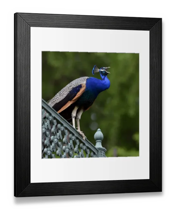 Framed Print : Indian peafowl (Pavo cristatus) perching on a fence, Stuttgart, Baden-Wurttemberg, Germany Framed Print : Indian peafowl (Pavo cristatus) perching on a fence, Stuttgart, Baden-Wurttemberg, Germany