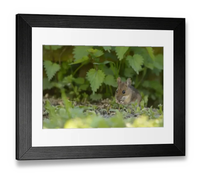 Framed Print : Wood mouse -Apodemus sylvaticus- feeding on seed, Sauerland, North Rhine-Westphalia, Germany