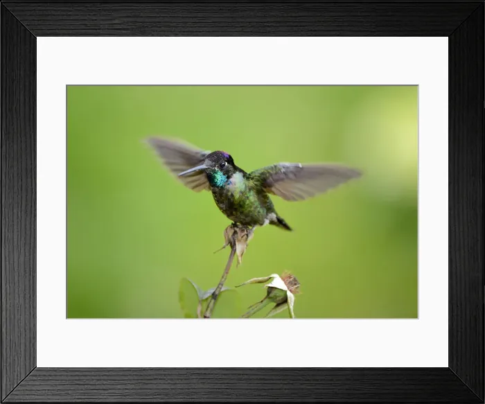 Framed Print : Magnificent hummingbird -Eugene fulgens-, San Gerardo de Dota, Costa Rica, Central America Framed Print : Magnificent hummingbird -Eugene fulgens-, San Gerardo de Dota, Costa Rica, Central America