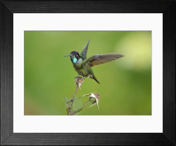 Framed Print : Magnificent hummingbird -Eugene fulgens-, San Gerardo de Dota, Costa Rica, Central America Framed Print : Magnificent hummingbird -Eugene fulgens-, San Gerardo de Dota, Costa Rica, Central America