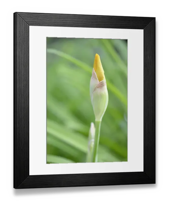 Framed Print : German Iris -Iris germanica-, Stuttgart, Baden-Wuerttemberg, Germany, Europe Framed Print : German Iris -Iris germanica-, Stuttgart, Baden-Wuerttemberg, Germany, Europe
