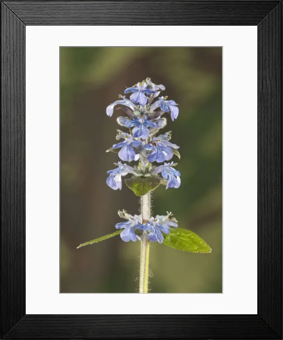 Framed Print : Blue bugle, Bugleherb, Bugleweed, Carpetweed, Carpet Bungleweed, Common bugle, or Burgundy lace -Ajuga reptans-, Untergroeningen, Baden-Wuerttemberg, Germany, Europe Framed Print : Blue bugle, Bugleherb, Bugleweed, Carpetweed, Carpet Bungleweed, Common bugle, or Burgundy lace -Ajuga reptans-, Untergroeningen, Baden-Wuerttemberg, Germany, Europe