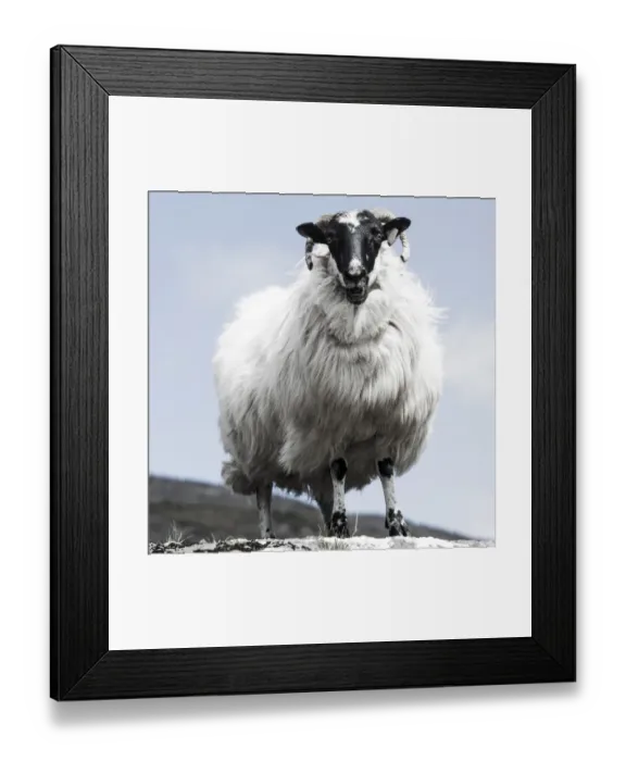 Framed Print : Sheep with a black head and horns, Ring of Beara, County Cork, Ireland, Europe Framed Print : Sheep with a black head and horns, Ring of Beara, County Cork, Ireland, Europe