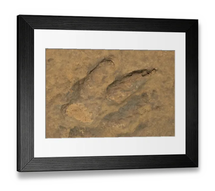 Framed Print : Fossilized footprints of a Tyrannosaurus rex near the village of Mananga, Cameroon, Central Africa, Africa Framed Print : Fossilized footprints of a Tyrannosaurus rex near the village of Mananga, Cameroon, Central Africa, Africa
