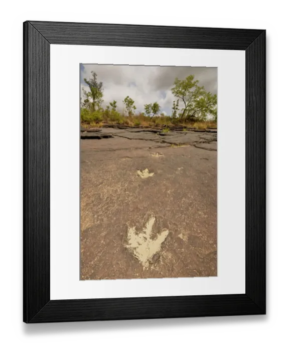 Framed Print : Fossilized footprints of a Tyrannosaurus rex near the village of Mananga, Cameroon, Central Africa, Africa
