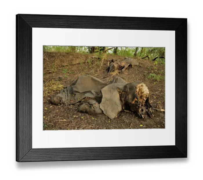 Framed Print : One of the elephants killed by Sudanese poachers on 5 March 2012, Bouba-Ndjida National Park, Cameroon, Central Africa, Africa Framed Print : One of the elephants killed by Sudanese poachers on 5 March 2012, Bouba-Ndjida National Park, Cameroon, Central Africa, Africa