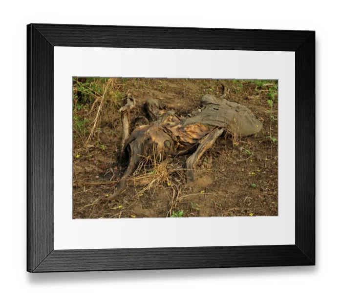 Framed Print : One of the elephants killed by Sudanese poachers on 5 March 2012, Bouba-Ndjida National Park, Cameroon, Central Africa, Africa Framed Print : One of the elephants killed by Sudanese poachers on 5 March 2012, Bouba-Ndjida National Park, Cameroon, Central Africa, Africa