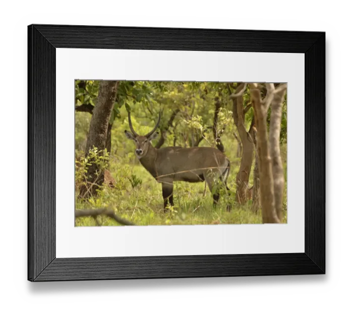 Framed Print : Defassa Waterbuck -Kobus ellipsiprymnus defassa-, Bouba-Ndjida National Park, Cameroon, Central Africa, Africa Framed Print : Defassa Waterbuck -Kobus ellipsiprymnus defassa-, Bouba-Ndjida National Park, Cameroon, Central Africa, Africa