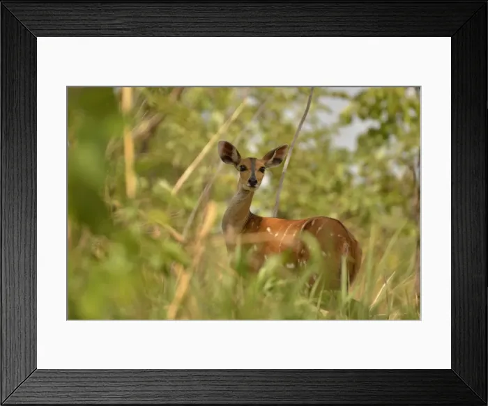 Framed Print : Bushbuck -Tragelaphus scriptus-, female, Bouba-Ndjida National Park, Cameroon, Central Africa, Africa Framed Print : Bushbuck -Tragelaphus scriptus-, female, Bouba-Ndjida National Park, Cameroon, Central Africa, Africa