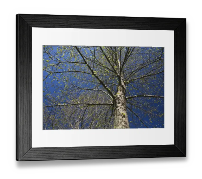 Framed Print : Deciduous tree with emerging buds against a blue sky in spring, Lanaudiere, Quebec, Canada Framed Print : Deciduous tree with emerging buds against a blue sky in spring, Lanaudiere, Quebec, Canada