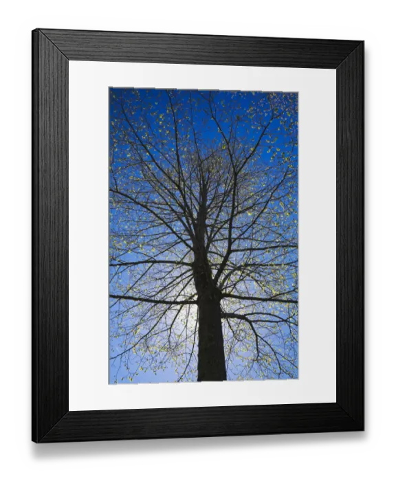 Framed Print : A silhouetted deciduous tree with emerging buds against a blue sky in spring, Lanaudiere, Quebec, Canada Framed Print : A silhouetted deciduous tree with emerging buds against a blue sky in spring, Lanaudiere, Quebec, Canada
