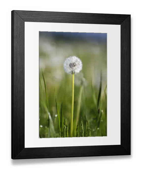 Framed Print : Dandelion -Taraxacum sp. - clock, withered, Black Forest, Baden-Wuerttemberg, Germany, Europe Framed Print : Dandelion -Taraxacum sp. - clock, withered, Black Forest, Baden-Wuerttemberg, Germany, Europe