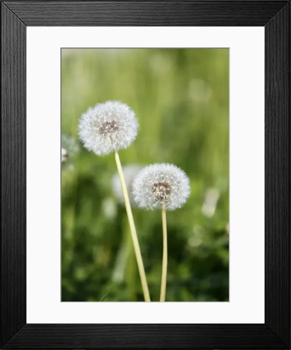 Framed Print : Dandelion -Taraxacum sp. - clocks, withered, Black Forest, Baden-Wuerttemberg, Germany, Europe Framed Print : Dandelion -Taraxacum sp. - clocks, withered, Black Forest, Baden-Wuerttemberg, Germany, Europe