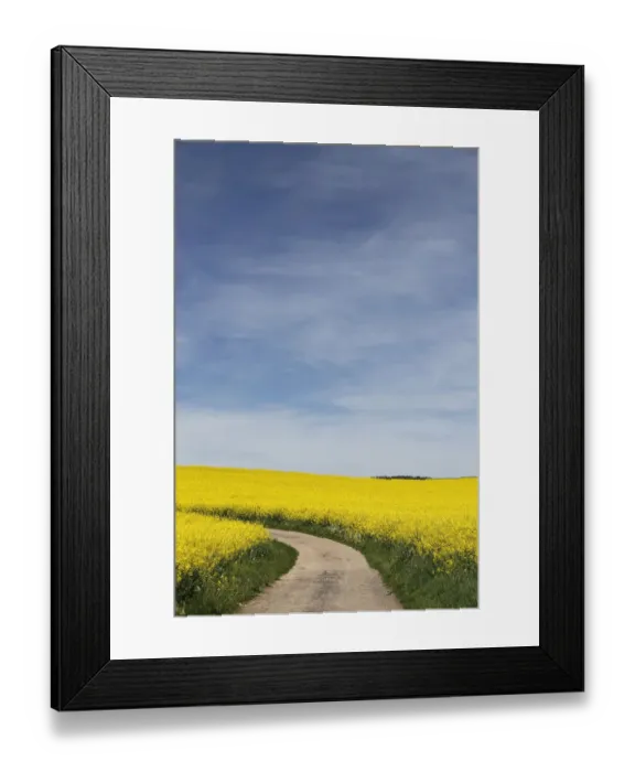 Framed Print : Path through a field of rape, Black Forest, Baden-Wuerttemberg, Germany, Europe Framed Print : Path through a field of rape, Black Forest, Baden-Wuerttemberg, Germany, Europe