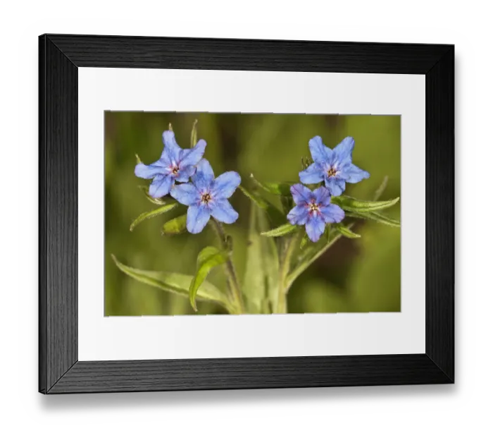 Framed Print : Purple Gromwell -Buglossoides purpurocaerulea-, in a garden in Untergroeningen, Baden-Wuerttemberg, Germany, Europe Framed Print : Purple Gromwell -Buglossoides purpurocaerulea-, in a garden in Untergroeningen, Baden-Wuerttemberg, Germany, Europe
