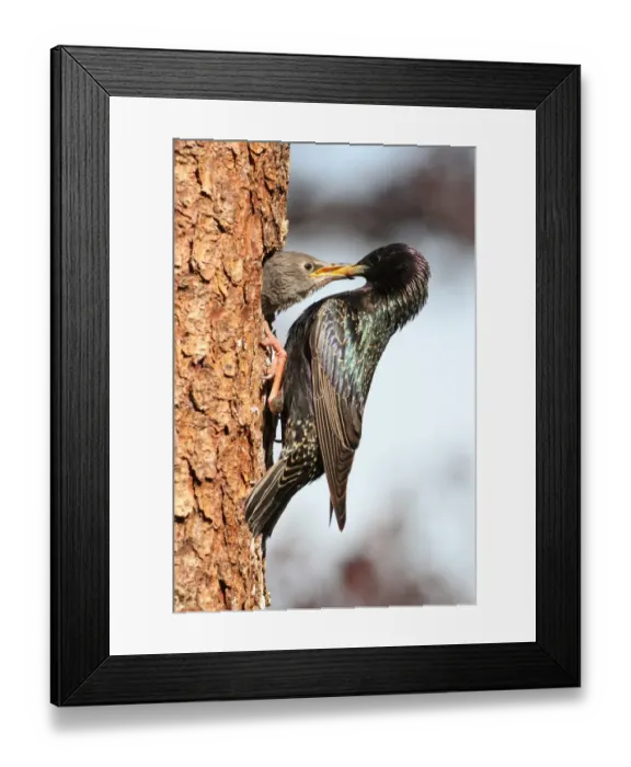 Framed Print : Starling -Sturnus vulgaris-, adult feeding young birds at nesting site, Allgaeu region, Bavaria, Germany, Europe