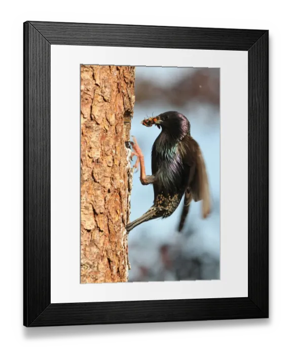 Framed Print : Starling -Sturnus vulgaris- with beak full of food at the nesting hole, Allgaeu region, Bavaria, Germany, Europe Framed Print : Starling -Sturnus vulgaris- with beak full of food at the nesting hole, Allgaeu region, Bavaria, Germany, Europe
