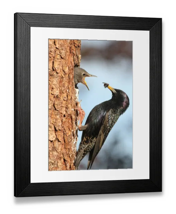 Framed Print : Starling -Sturnus vulgaris-, adult feeding young birds at nesting site, Allgaeu region, Bavaria, Germany, Europe