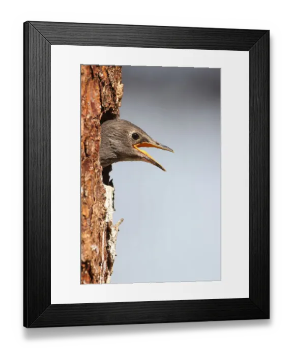Framed Print : Starling -Sturnus vulgaris- leaving its nesting hole in a Norway spruce -Picea abies-, Allgaeu, Bavaria, Germany, Europe Framed Print : Starling -Sturnus vulgaris- leaving its nesting hole in a Norway spruce -Picea abies-, Allgaeu, Bavaria, Germany, Europe