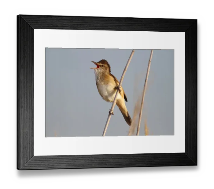 Framed Print : Great reed warbler -Acrocephalus arundinaceus-, calling, male perched on reed, Lake Neusiedl, Burgenland, Austria, Europe