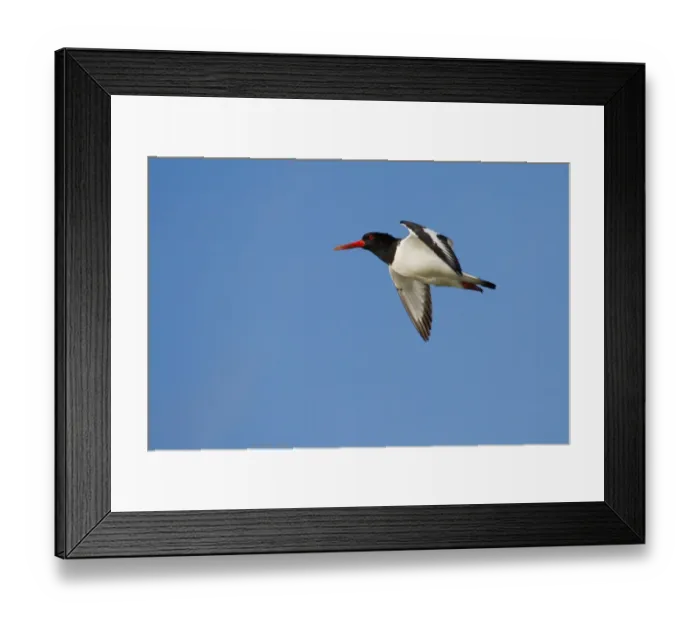 Framed Print : Oystercatcher -Haematopus ostralegus- in flight, Texel, The Netherlands Framed Print : Oystercatcher -Haematopus ostralegus- in flight, Texel, The Netherlands