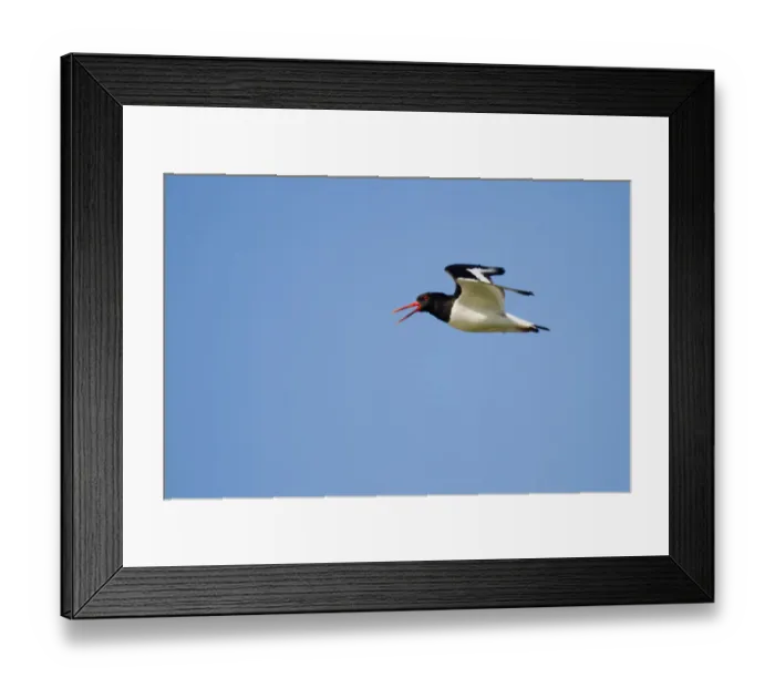 Framed Print : Oystercatcher -Haematopus ostralegus- in flight, Texel, The Netherlands Framed Print : Oystercatcher -Haematopus ostralegus- in flight, Texel, The Netherlands