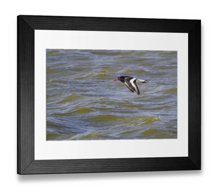Framed Print : Oystercatcher -Haematopus ostralegus- in flight, Texel, The Netherlands Framed Print : Oystercatcher -Haematopus ostralegus- in flight, Texel, The Netherlands