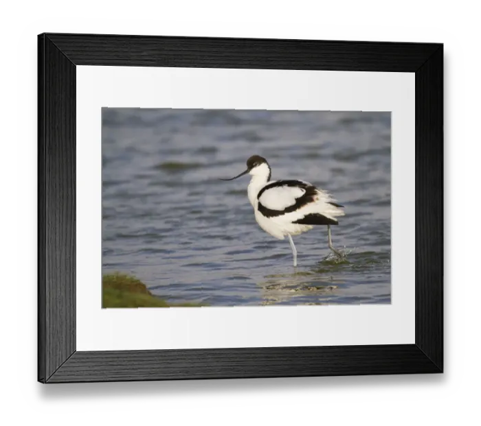 Framed Print : Pied Avocet -Recurvirostra avosetta- standing in water, Texel, The Netherlands Framed Print : Pied Avocet -Recurvirostra avosetta- standing in water, Texel, The Netherlands