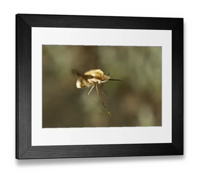Framed Print : Large bee fly -Bombylius major-, Untergroeningen, Baden-Wuerttemberg, Germany, Europe Framed Print : Large bee fly -Bombylius major-, Untergroeningen, Baden-Wuerttemberg, Germany, Europe