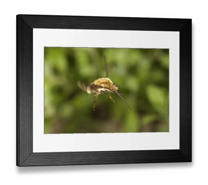 Framed Print : Large bee fly -Bombylius major-, Untergroeningen, Baden-Wuerttemberg, Germany, Europe