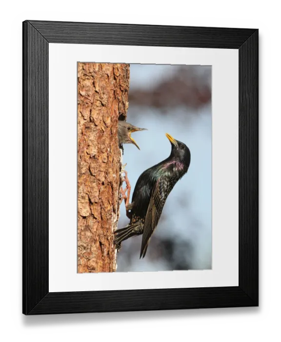 Framed Print : Starling -Sturnus vulgaris-, adult feeding young birds at nesting site, Allgaeu region, Bavaria, Germany, Europe Framed Print : Starling -Sturnus vulgaris-, adult feeding young birds at nesting site, Allgaeu region, Bavaria, Germany, Europe