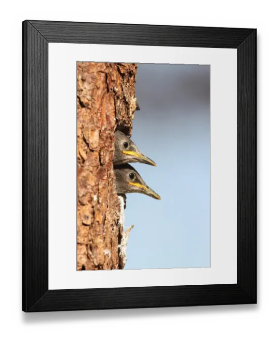 Framed Print : Juvenile starlings -Stunus vulgaris- looking out of nesting hole, Allgaeu region, Bavaria, Germany, Europe Framed Print : Juvenile starlings -Stunus vulgaris- looking out of nesting hole, Allgaeu region, Bavaria, Germany, Europe