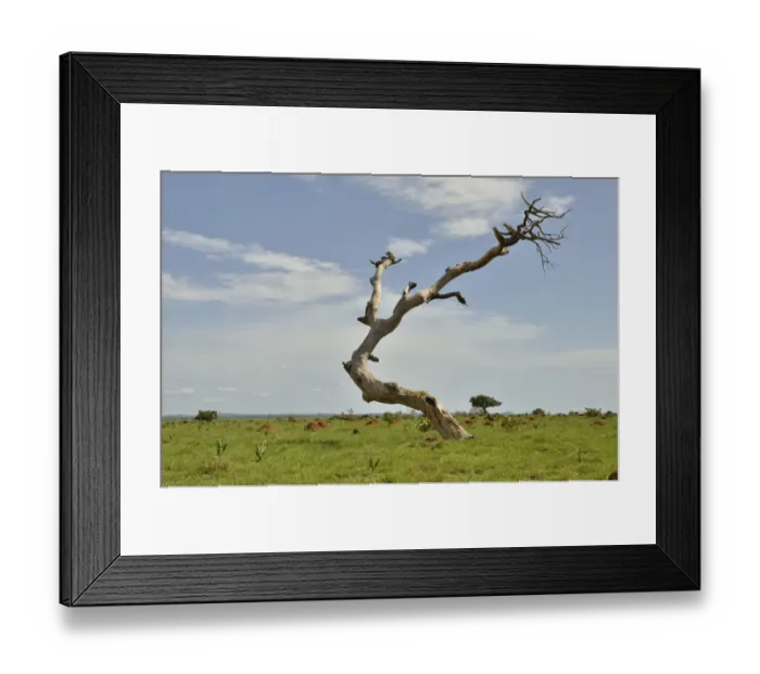 Framed Print : Dead tree near Idool, near Ngaoundere, Cameroon, Central Africa, Africa Framed Print : Dead tree near Idool, near Ngaoundere, Cameroon, Central Africa, Africa