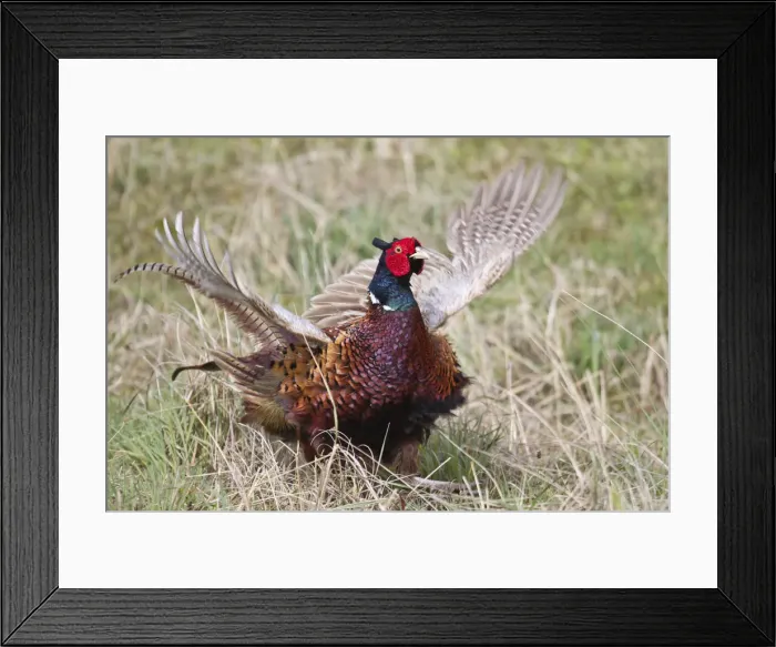 Framed Print : Pheasant -Phasianus colchicus-, flutter jump, Texel, The Netherlands Framed Print : Pheasant -Phasianus colchicus-, flutter jump, Texel, The Netherlands