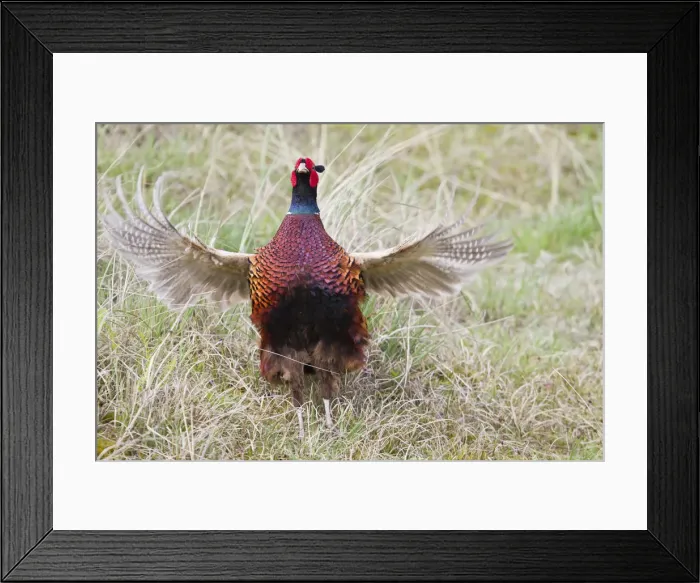 Framed Print : Pheasant -Phasianus colchicus-, flutter jump, Texel, The Netherlands Framed Print : Pheasant -Phasianus colchicus-, flutter jump, Texel, The Netherlands