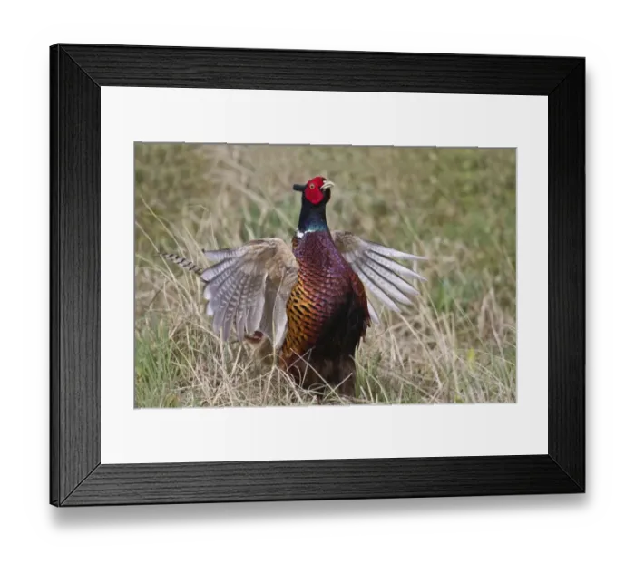 Framed Print : Pheasant -Phasianus colchicus-, flutter jump, Texel, The Netherlands Framed Print : Pheasant -Phasianus colchicus-, flutter jump, Texel, The Netherlands
