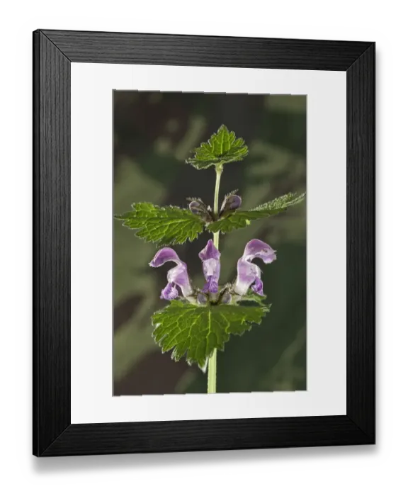 Framed Print : Spotted Deadnettle, Spotted Henbit or Purple Dragon -Lamium maculatum-, Untergroeningen, Baden-Wuerttemberg, Germany, Europe Framed Print : Spotted Deadnettle, Spotted Henbit or Purple Dragon -Lamium maculatum-, Untergroeningen, Baden-Wuerttemberg, Germany, Europe