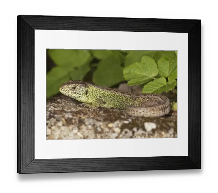 Framed Print : Sand lizard -Lacerta agilis-, male sunbathing, Untergroeningen, Baden-Wuerttemberg, Germany, Europe Framed Print : Sand lizard -Lacerta agilis-, male sunbathing, Untergroeningen, Baden-Wuerttemberg, Germany, Europe